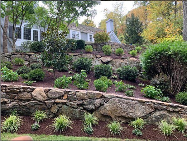 Leos Tree and Lawn Service Inc Tree Gallery Photo