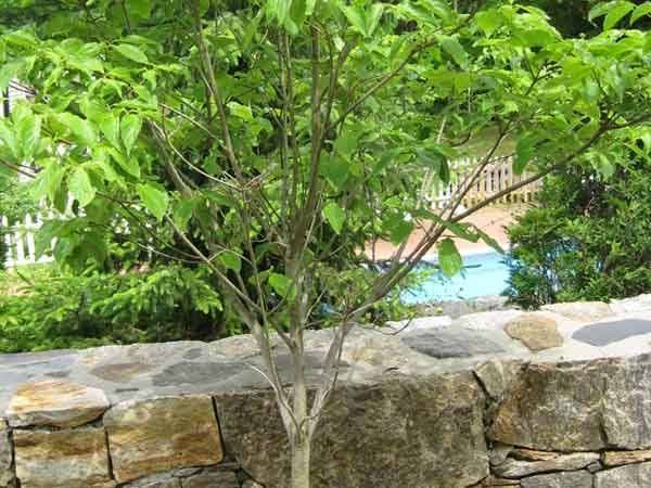 Leos Tree and Lawn Service Inc Tree Gallery Photo