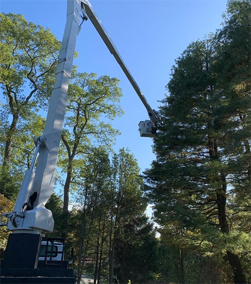 Leos Tree and Lawn Service Inc Tree Removal
