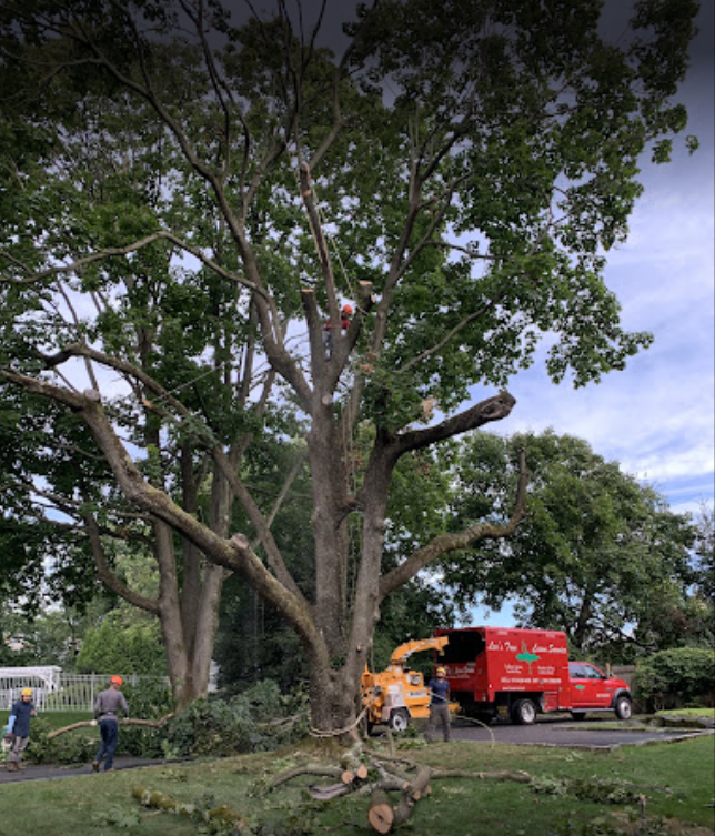 Leos Tree and Lawn Service Inc Tree Removal