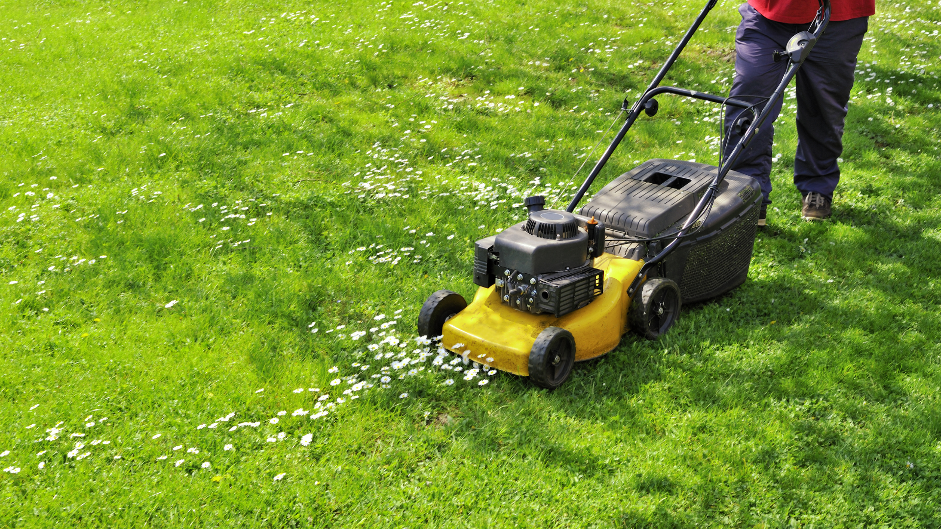A person is mowing a lush green lawn with a yellow lawn mower.