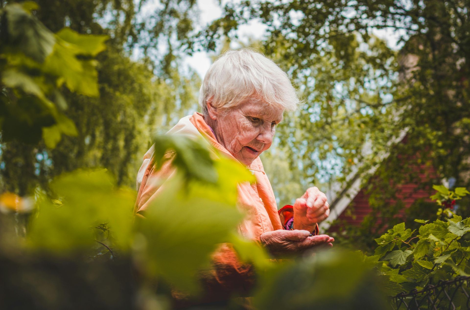 Vrouw in oranje shirt plukt bessen in een tuin.