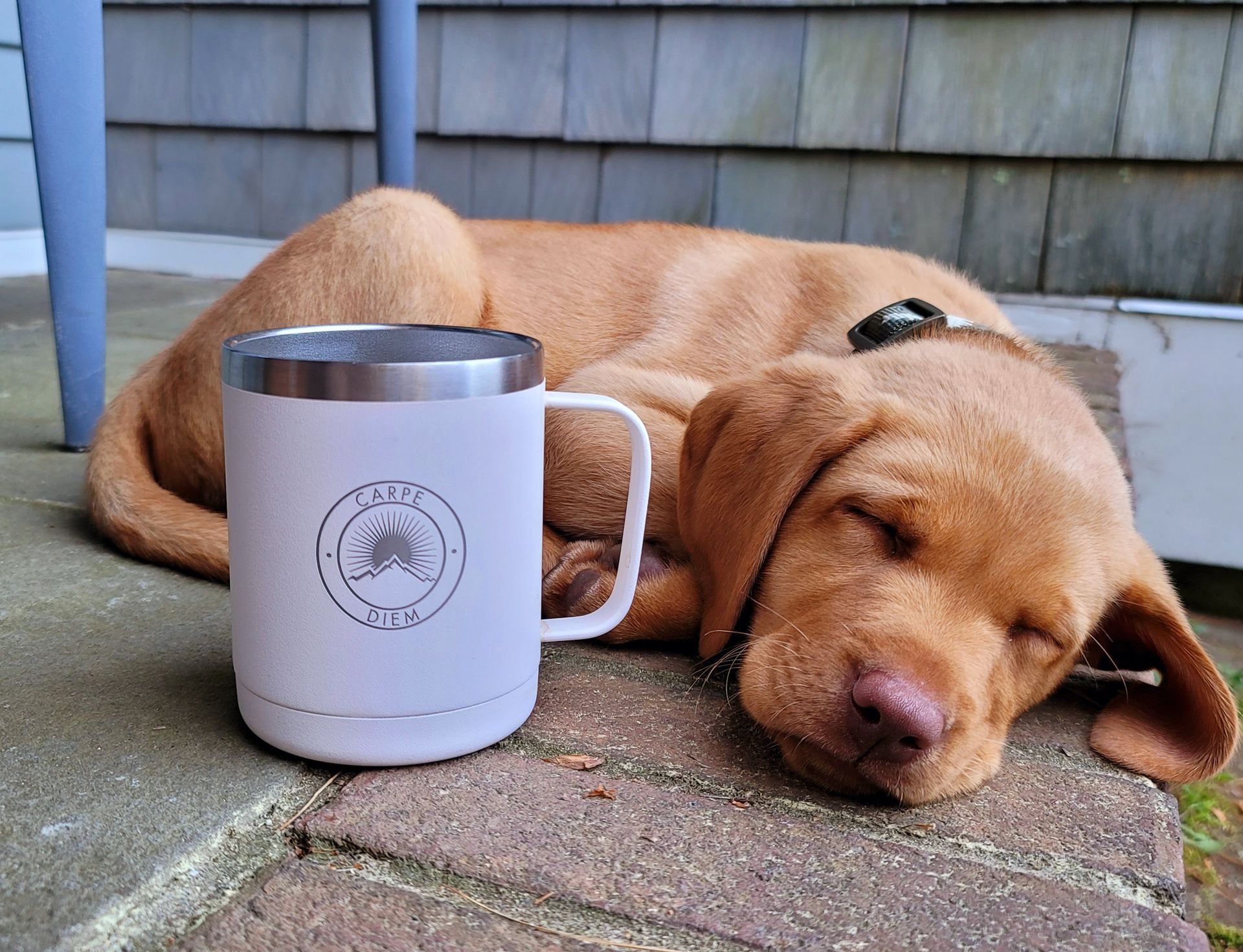 The Carpe Life - Carpe Diem Mug - White 12oz