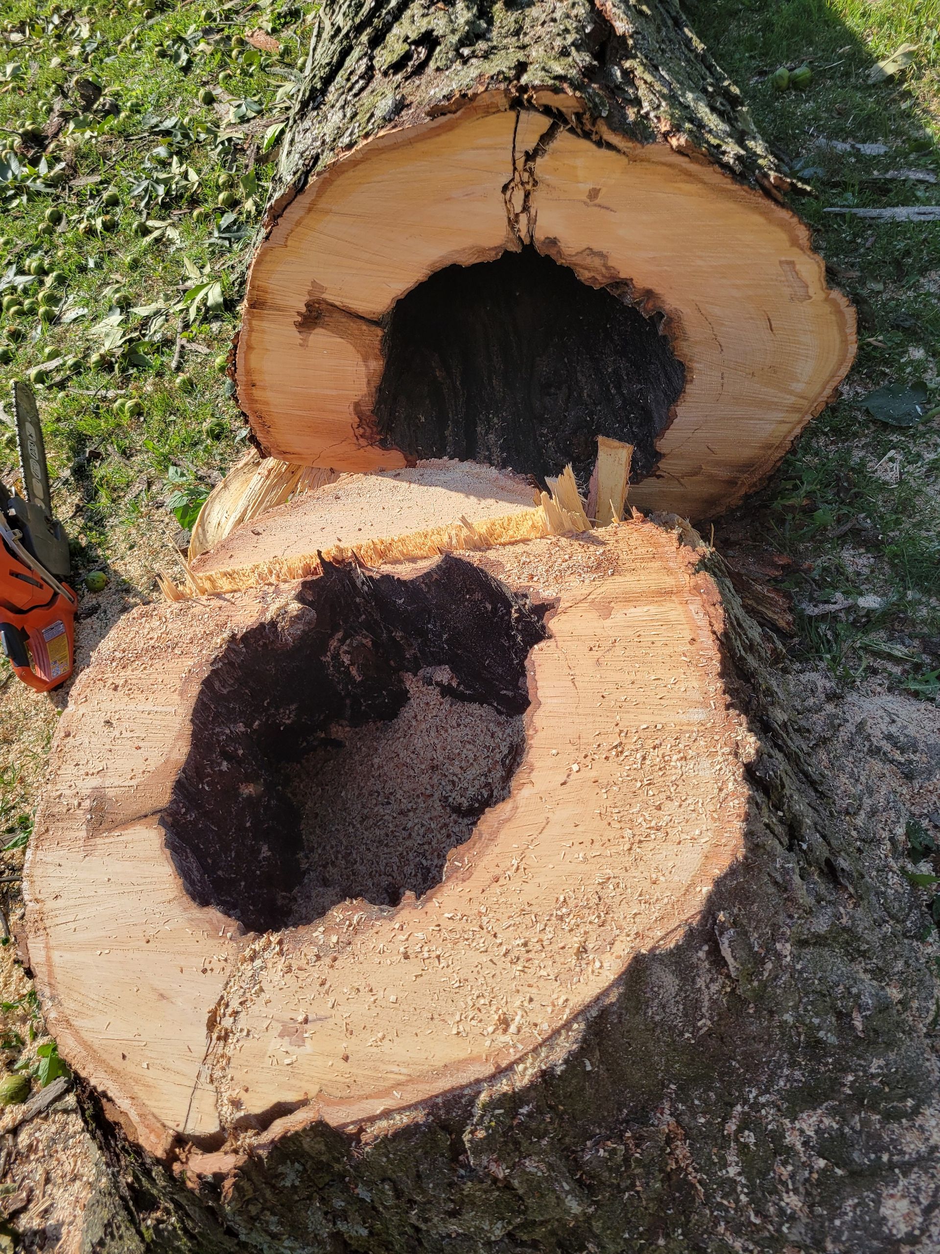 Two tree cross-sections reveal large, hollowed-out sections with dark, crumbling interiors; chainsaw rests nearby.