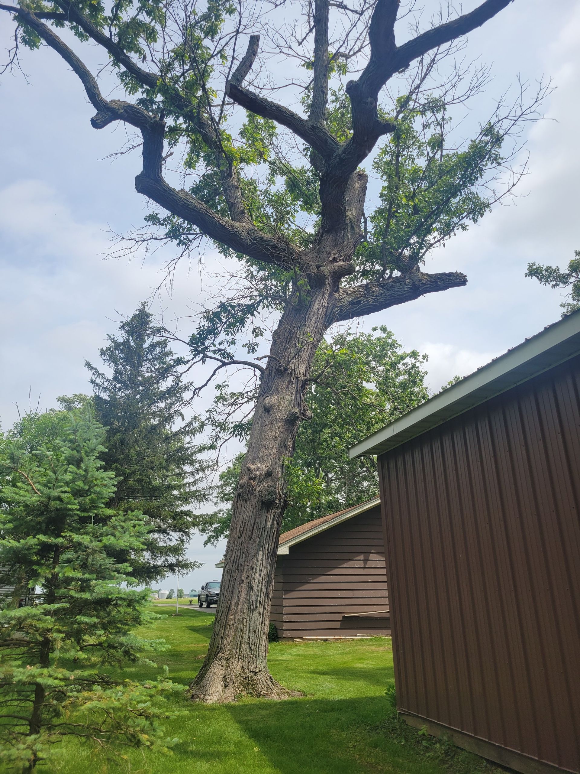 Leaning, bare-branched tree next to a brown wooden building and green yard under a cloudy sky.