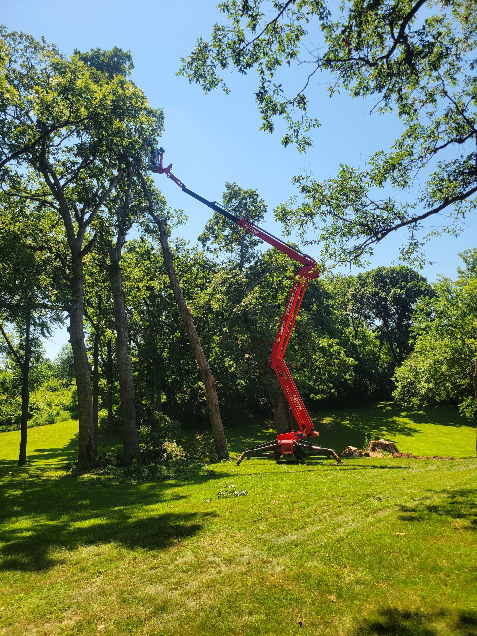 A red lift trimming a tall tree in a sunny, green yard.