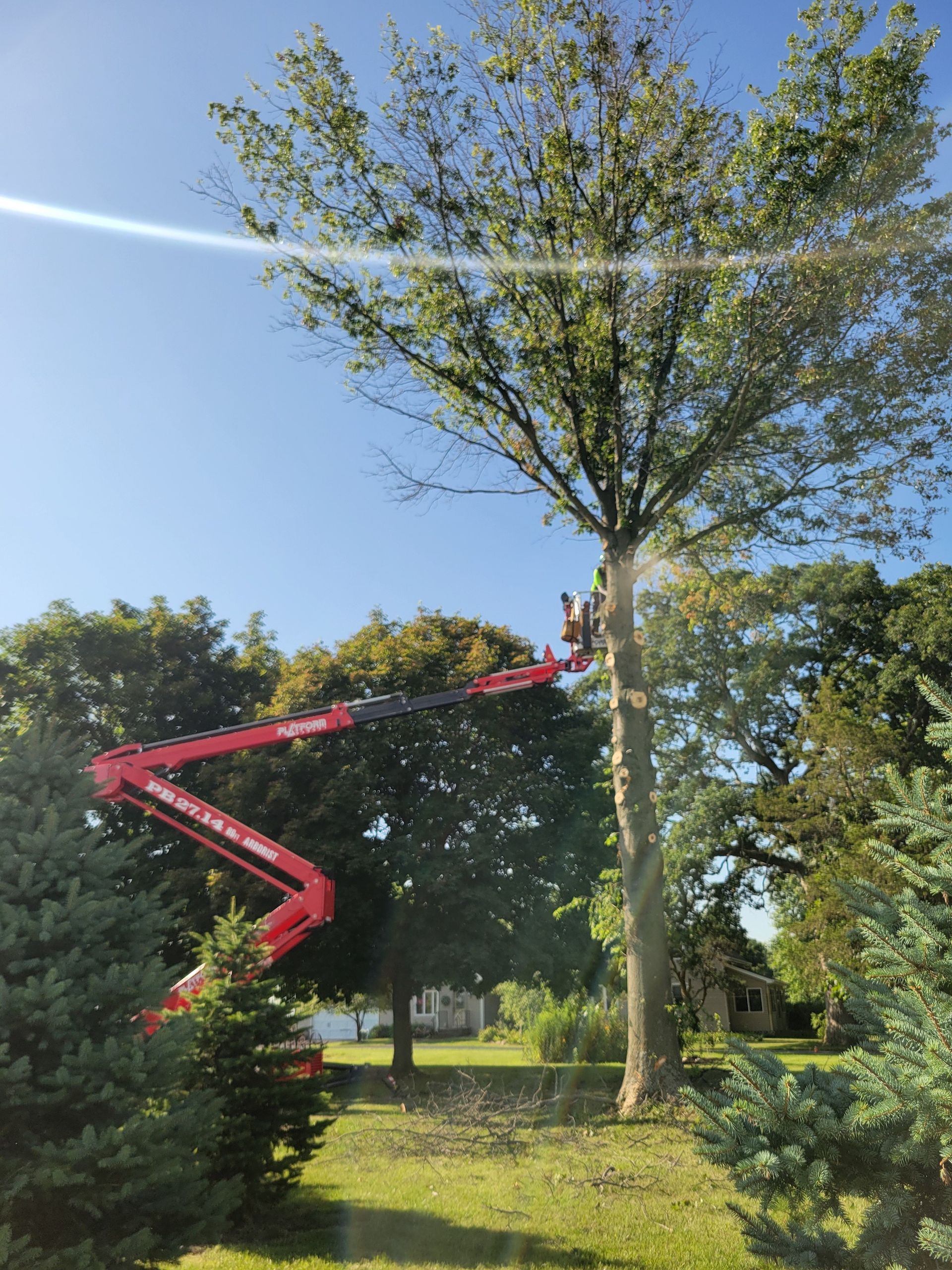 A tree trimming service with a red boom lift cutting a large tree against a blue sky.