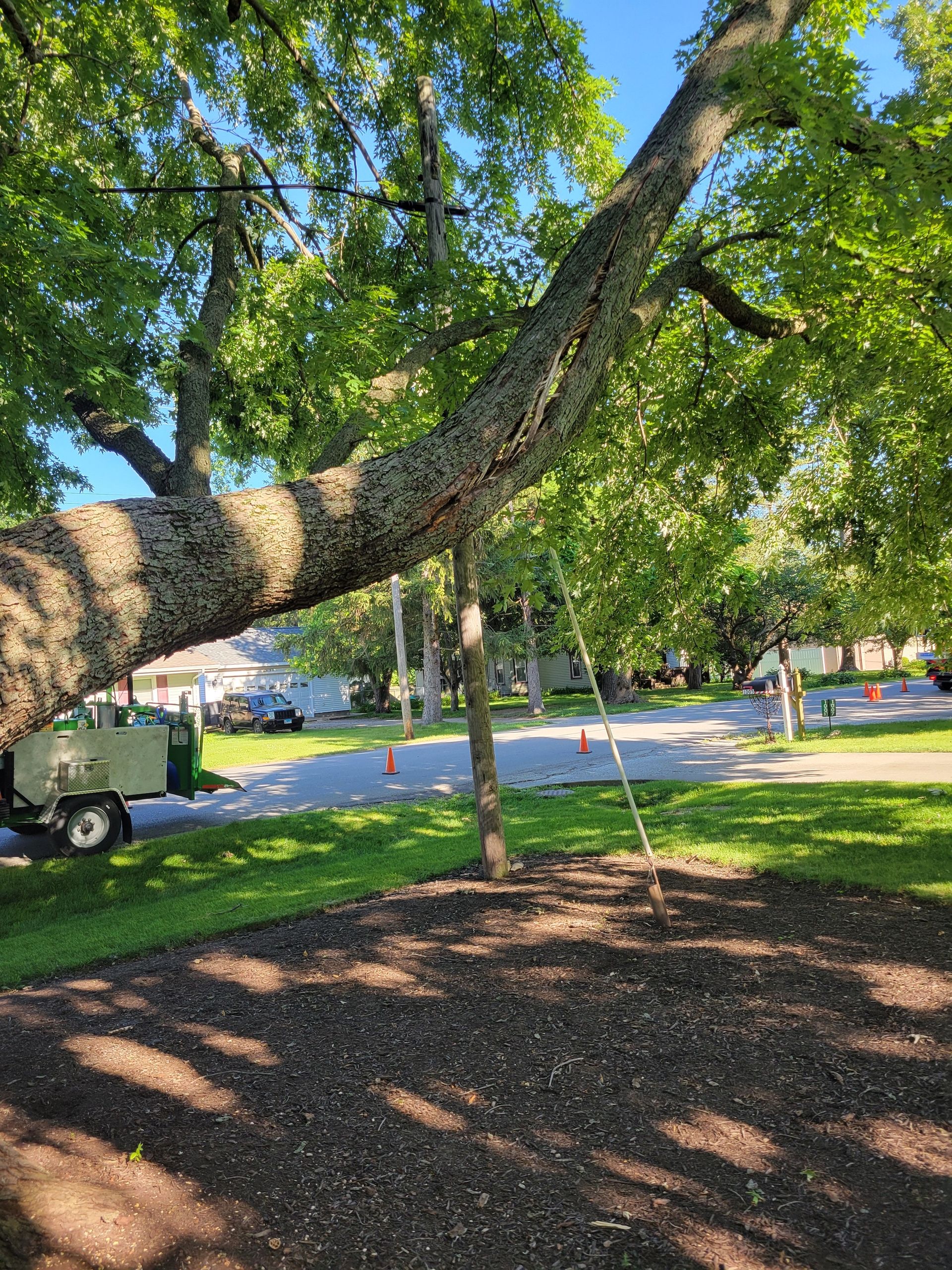 A large tree limb suspended by rope, over a freshly mulched area, near a street.