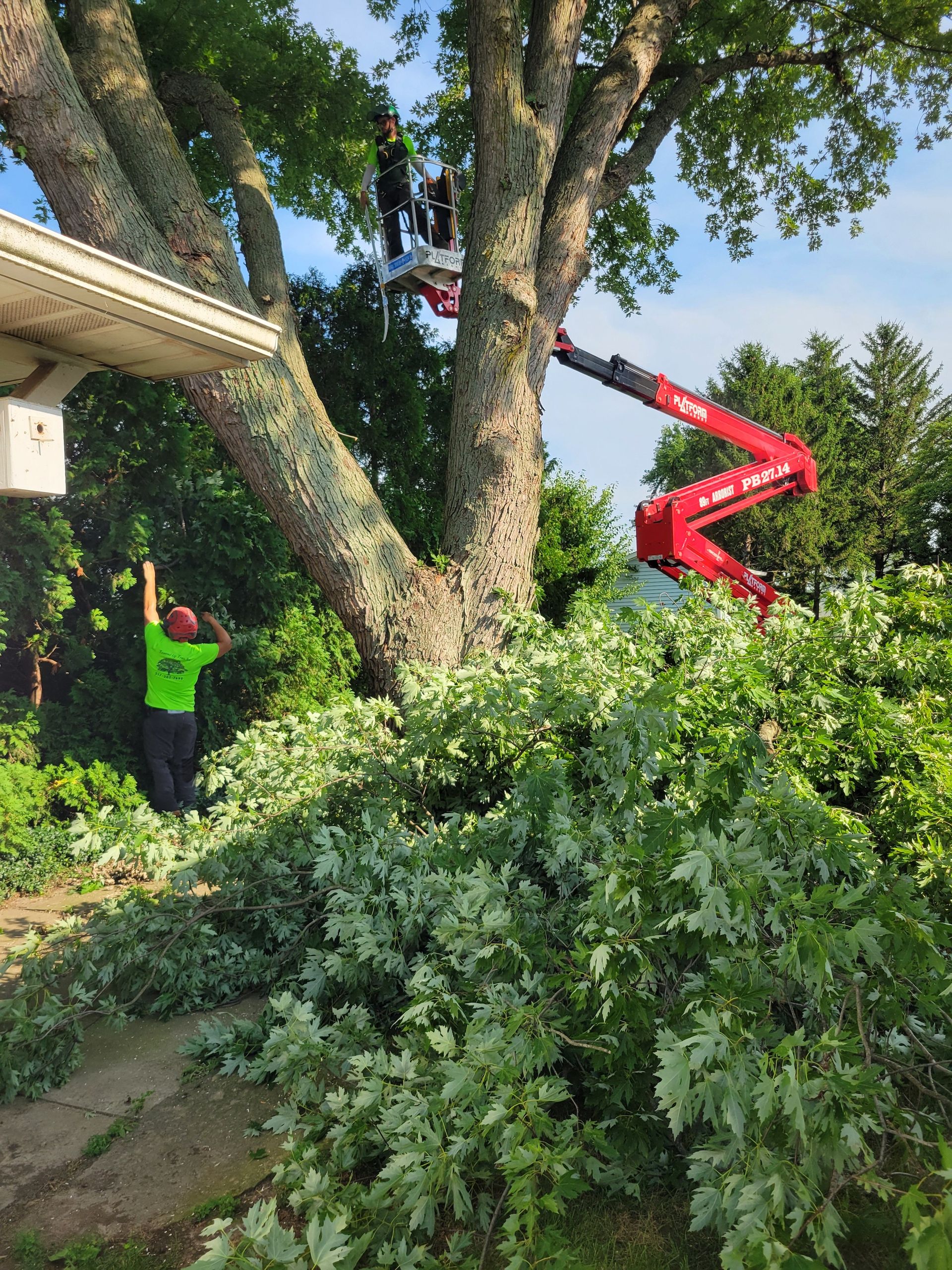 Tree service: workers trim a large tree with a lift. Branches on ground, blue sky.