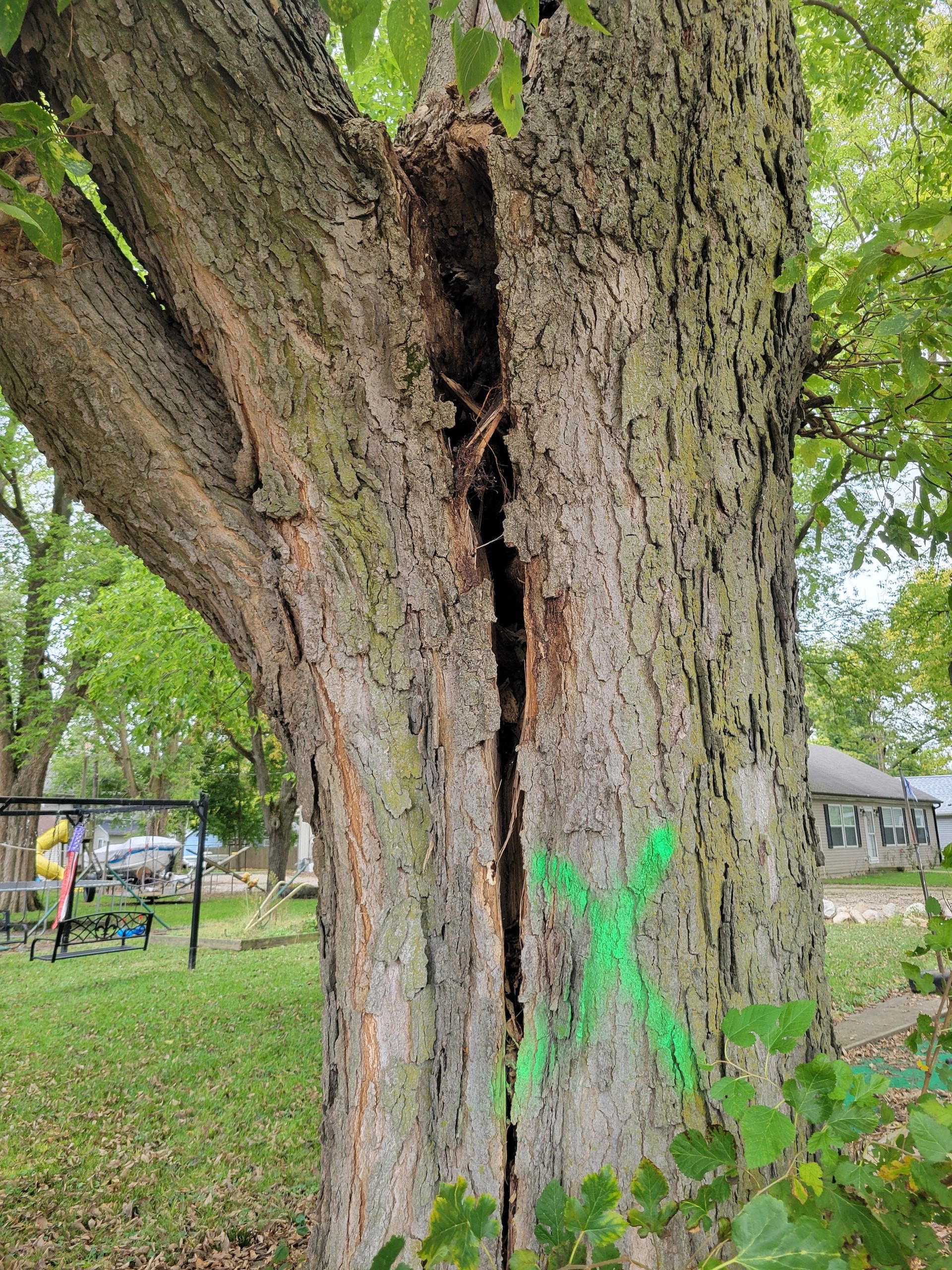 Large tree trunk with a deep vertical crack and green spray-painted X. A park with a swing set is in the background.