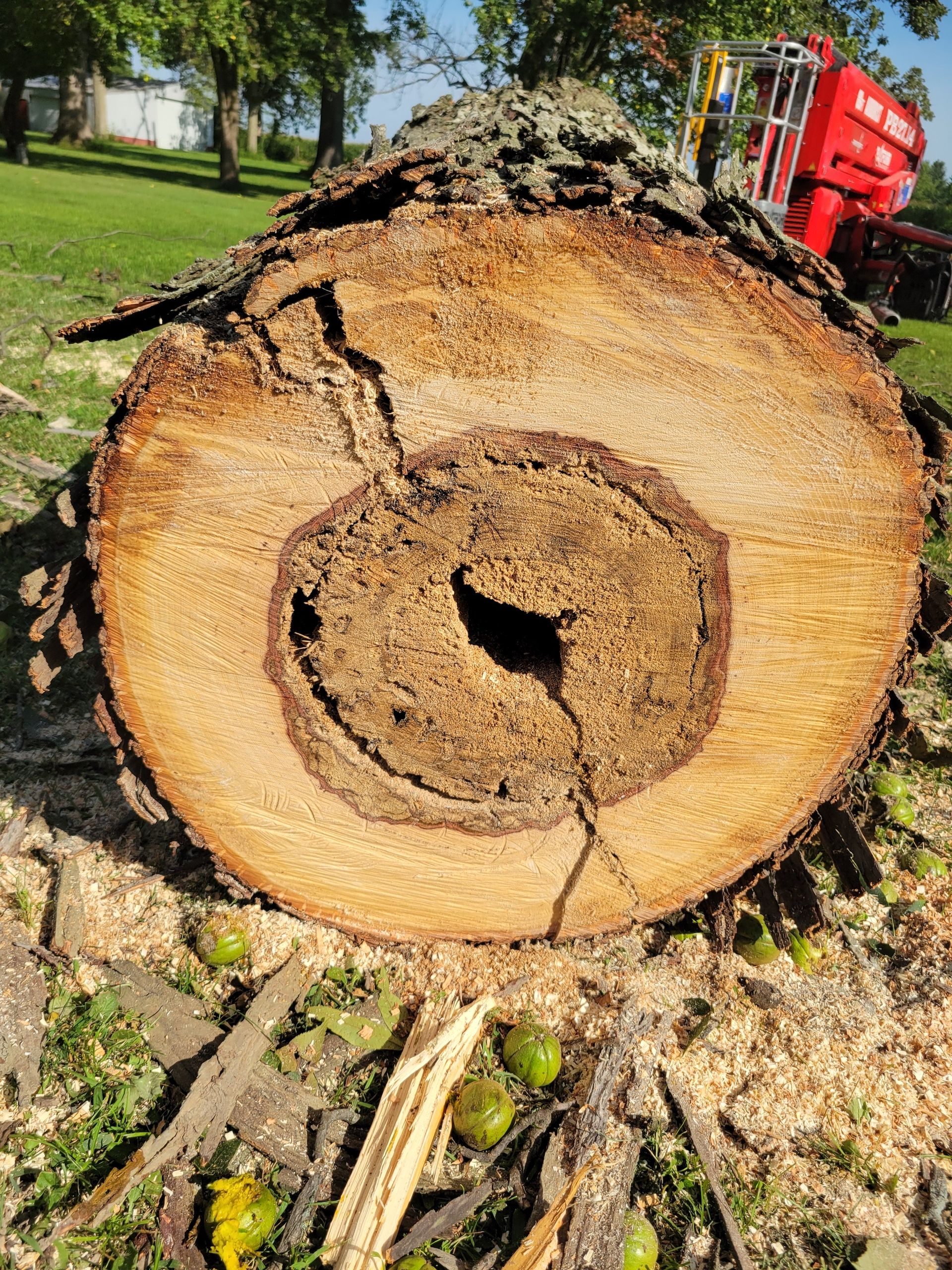 Cross-section of a tree trunk with significant rot, showing decay and hollow center, lying on wood chips.