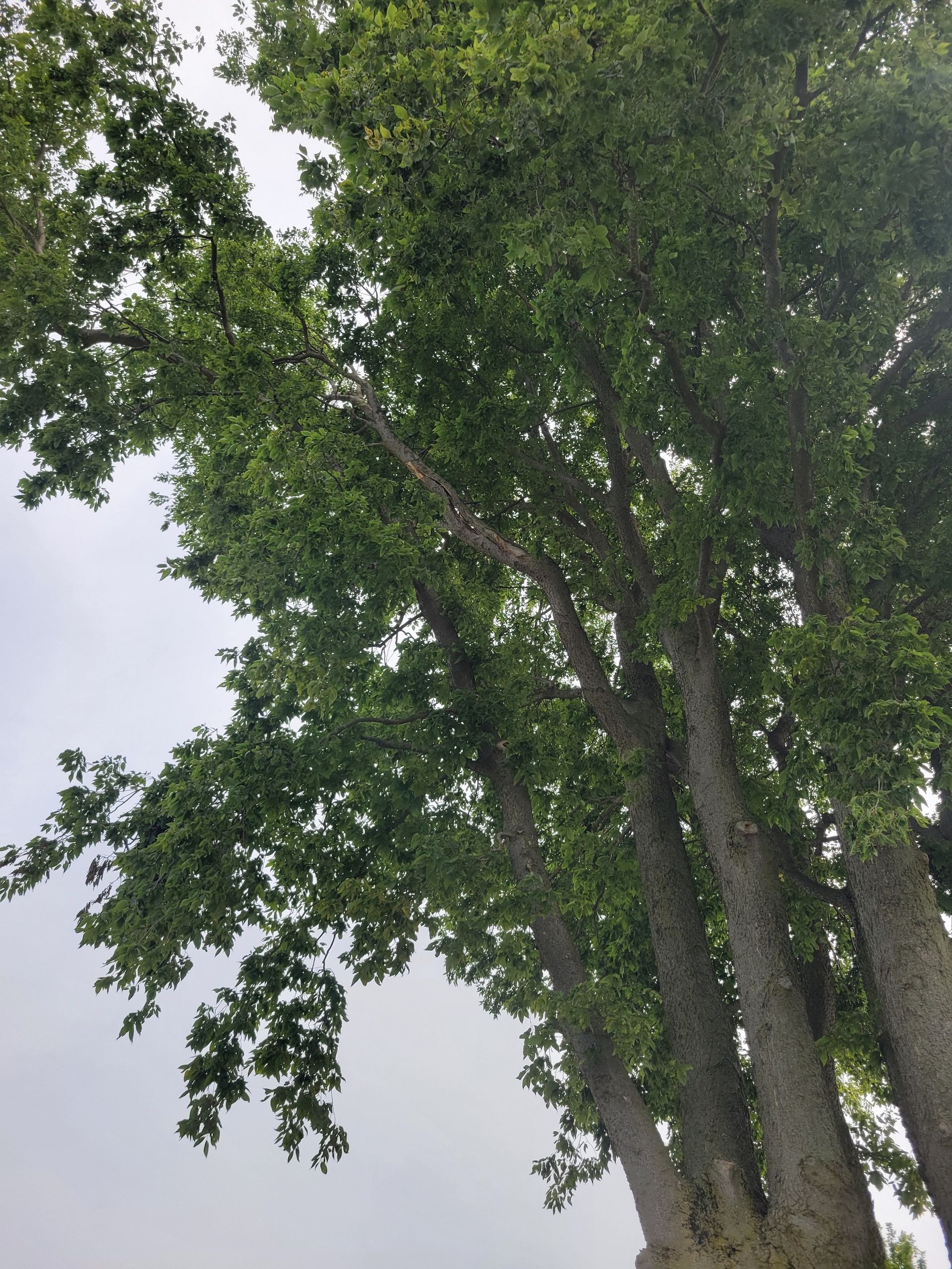 Tall tree with multiple trunks and green leaves against a cloudy sky.