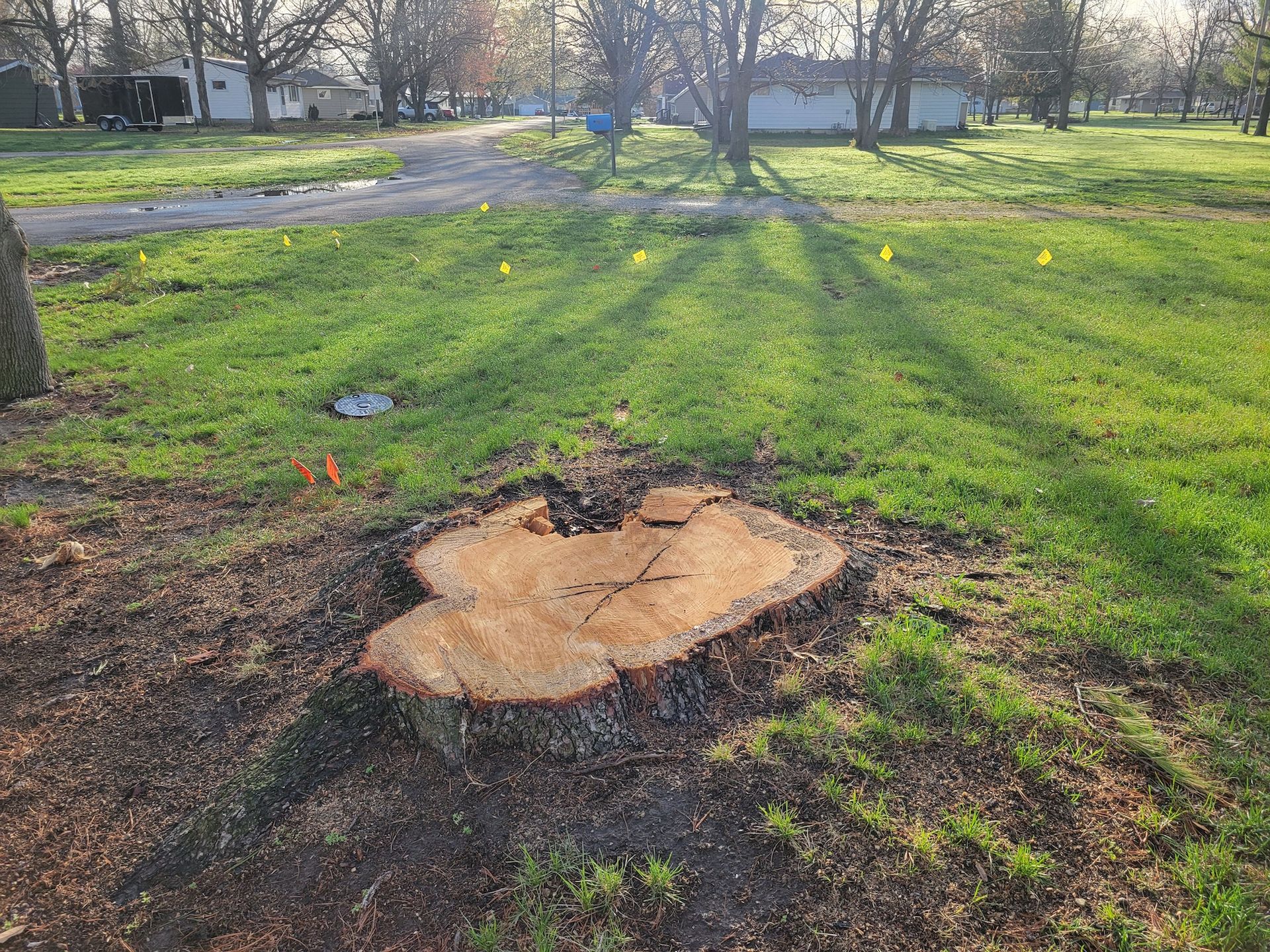 Tree stump in grassy area; sunlight and shadows, dirt around stump, yellow markers in grass.