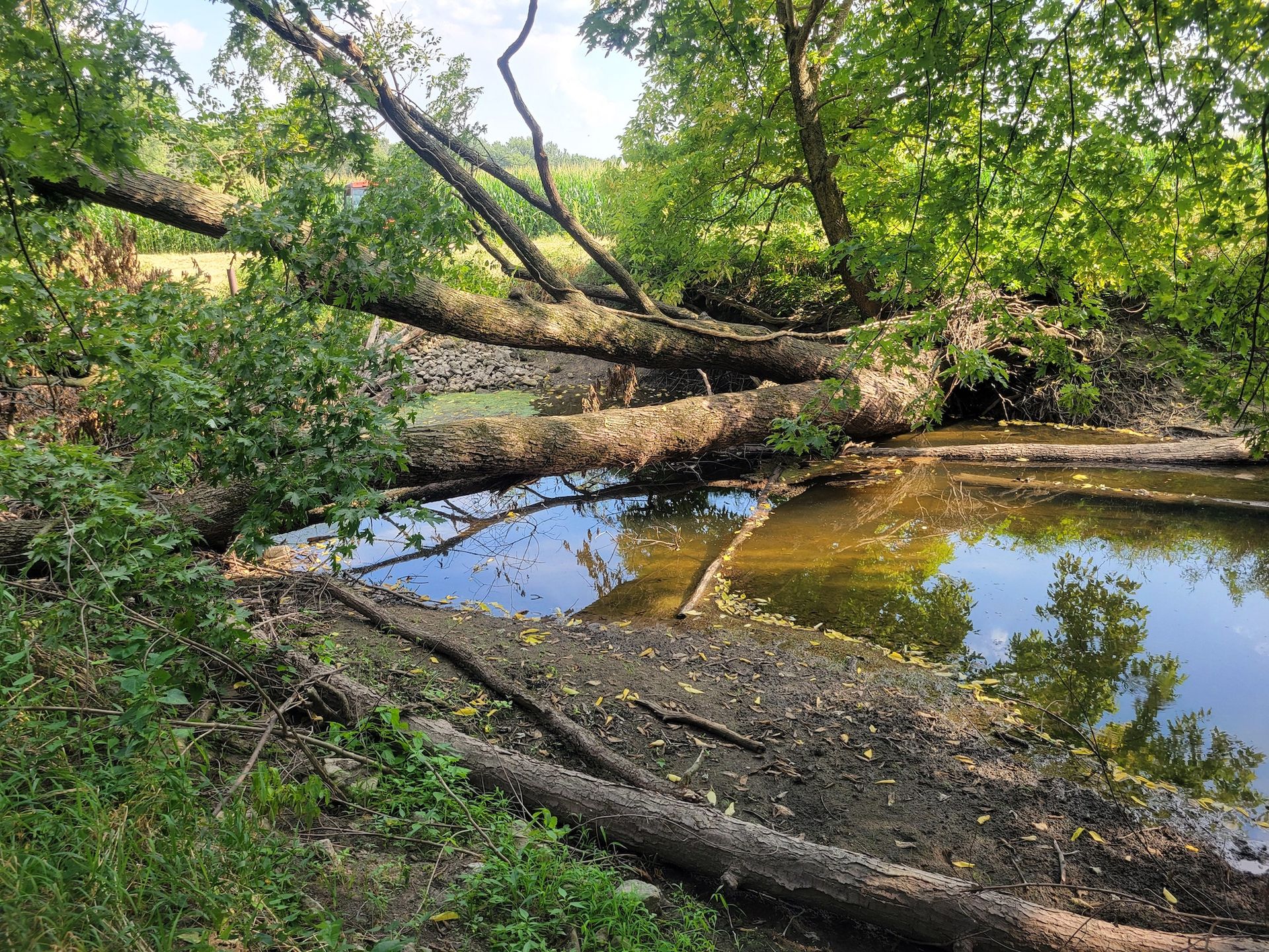 Trees fallen over a small pond, creating a natural bridge. Green foliage and blue water reflect the sky.
