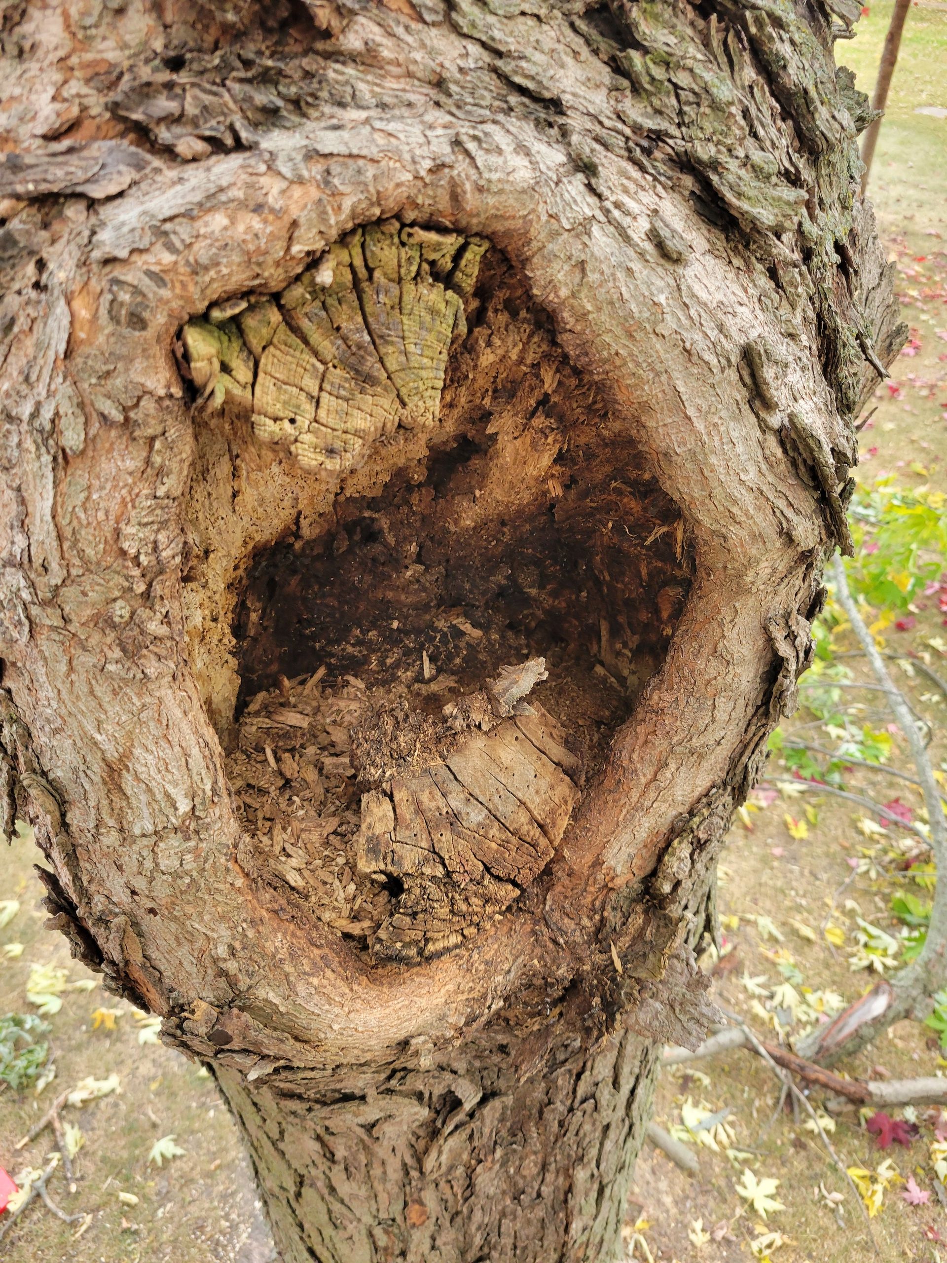 A tree trunk with a large, open cavity, showing decayed wood inside.
