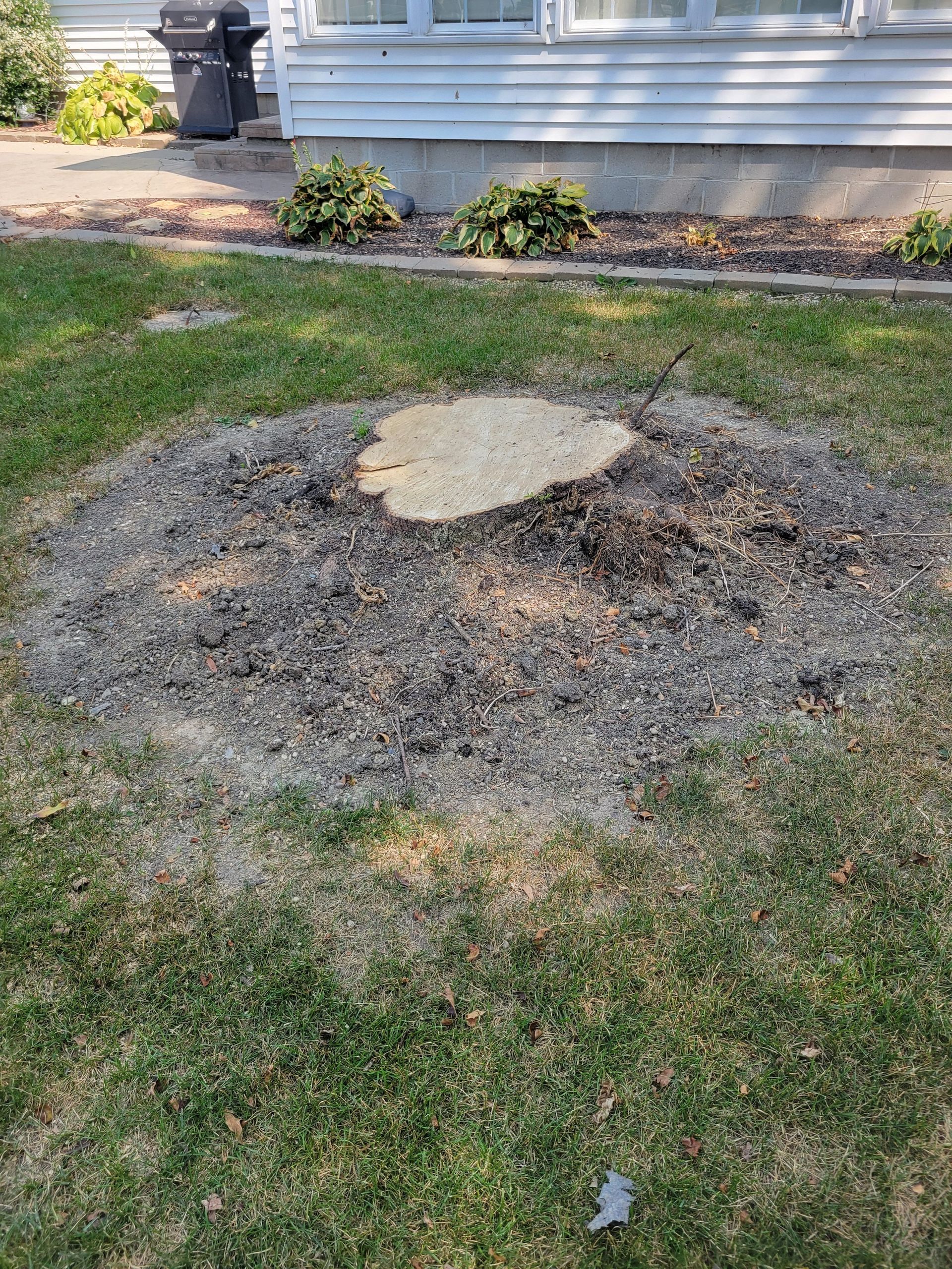 A tree stump in a yard surrounded by gravel and dead grass; house in background.