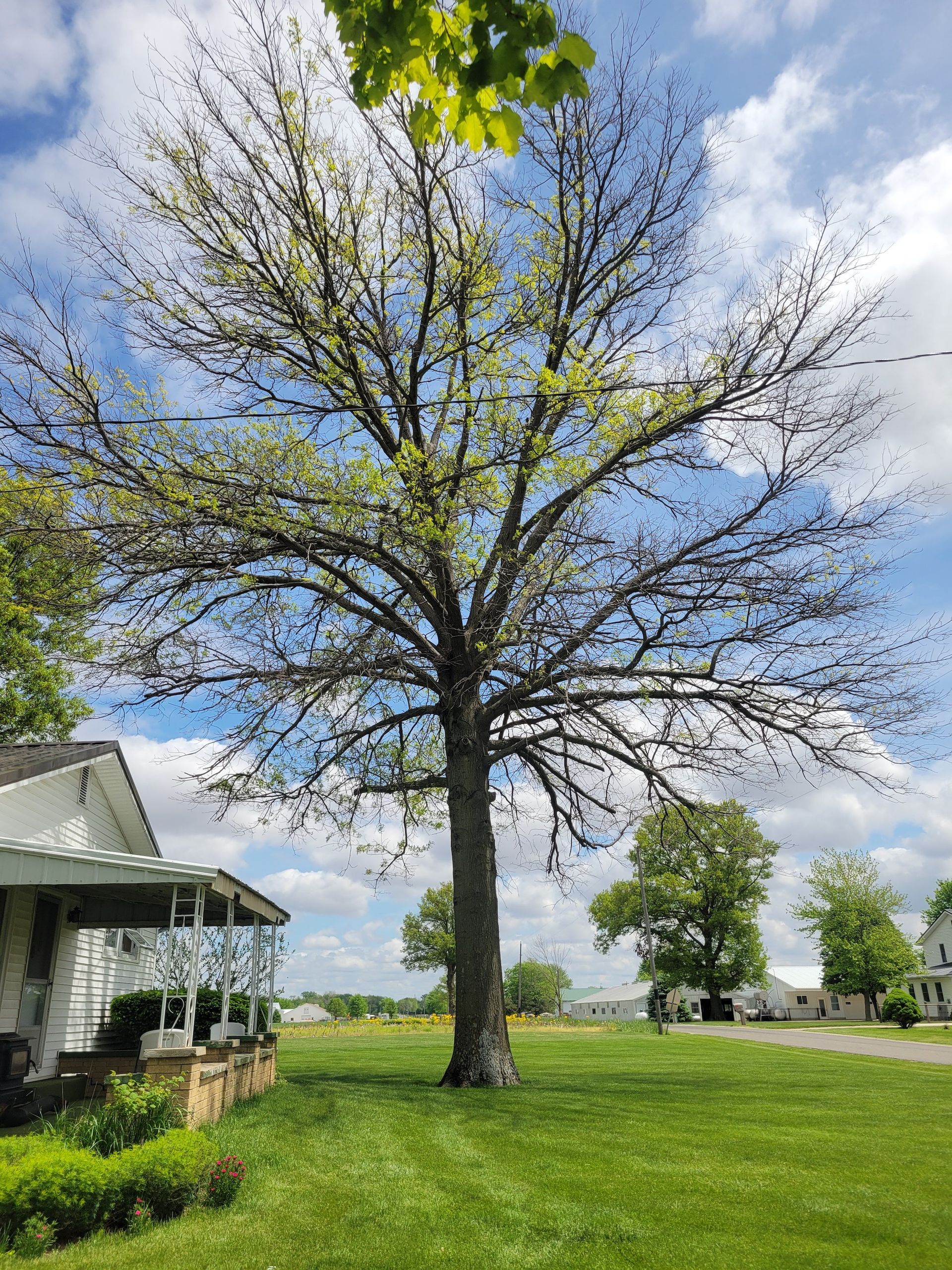 Large tree with sparse green leaves in a yard, near a house, under a partly cloudy sky.