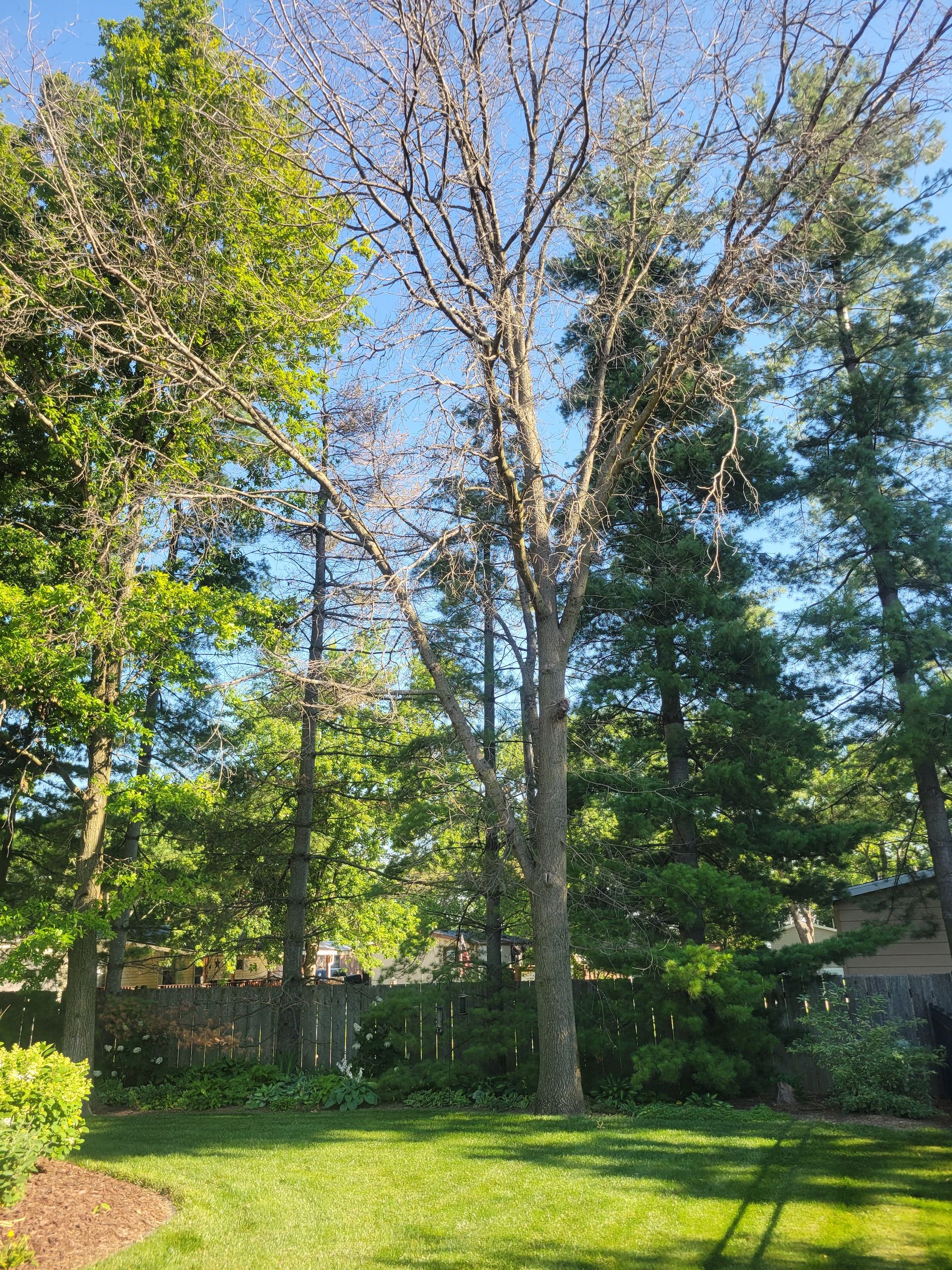Tall tree with bare branches against a blue sky, surrounded by green trees in a yard.