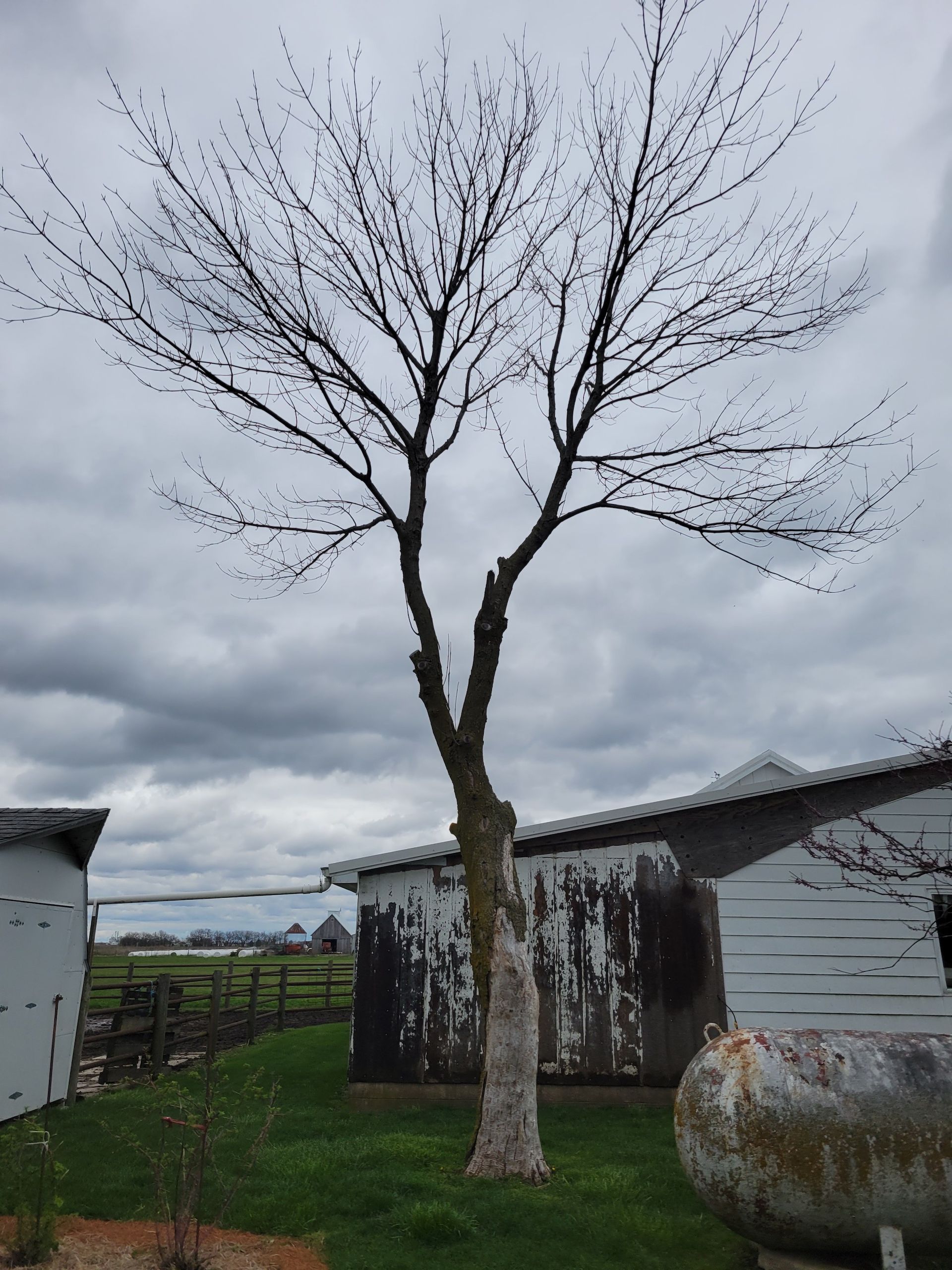 Bare tree in a yard with cloudy sky, near white and weathered buildings and a metal tank.