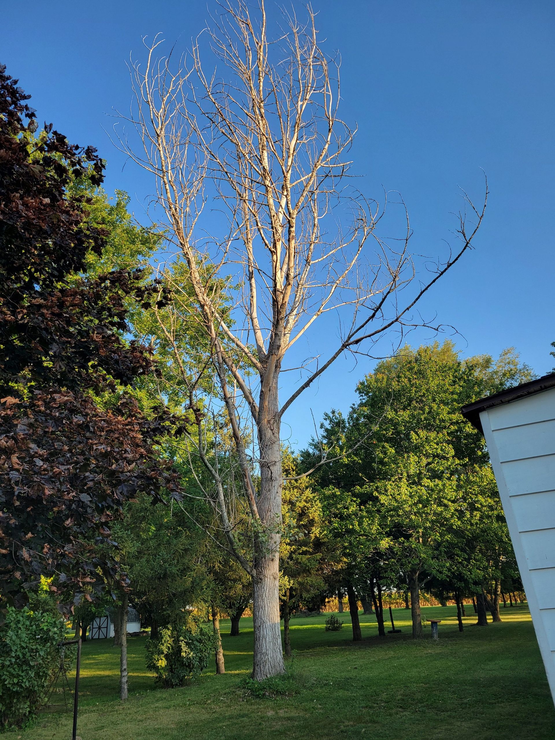 Tall birch tree with white bark stands in a sunny yard, surrounded by green trees and a blue sky.