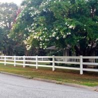 White fence along a tree-lined roadside with pink and white flowering bushes overhanging the fence.