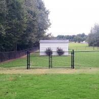 Chain-link fence in a grassy yard with a white shed in the background