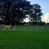 Horse standing by a fence in a grassy field with large trees in the background