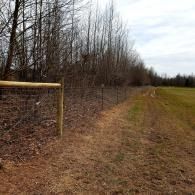 Chain-link fence along a leaf-covered field beside a line of bare trees under a cloudy sky