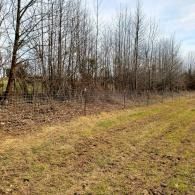 Leafless trees along a grassy path in a wooded field on a cloudy day