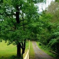 Tree-lined path beside a fenced green field in a wooded park