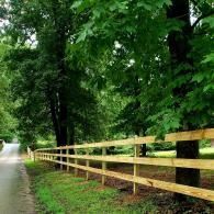 Tree-lined road beside a wooden fence on a rainy, green rural roadside