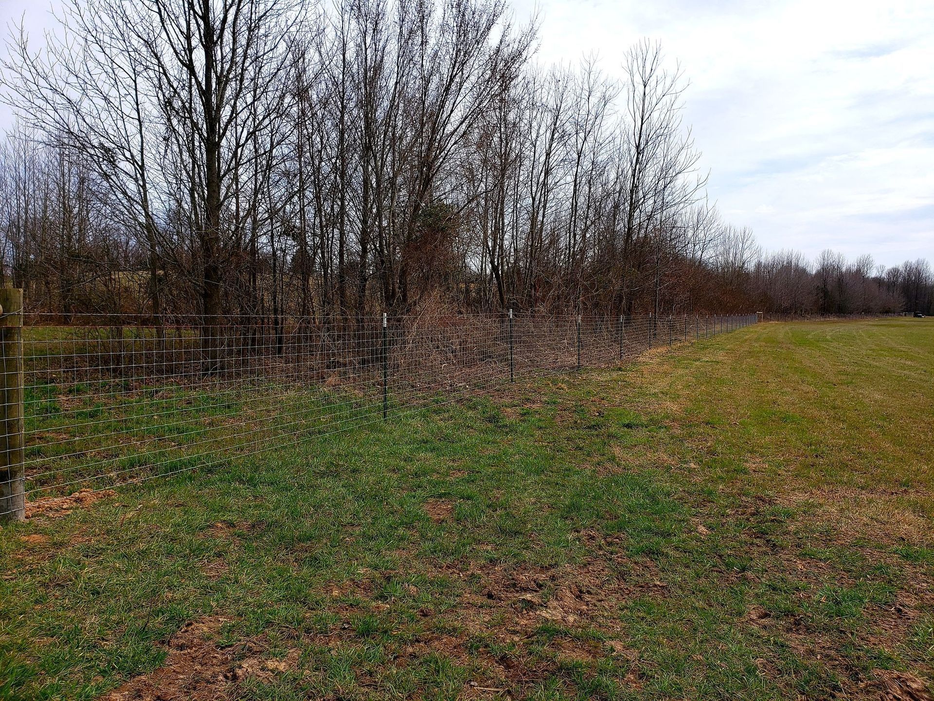 Leafless trees along a grassy field under an overcast sky, with a patch of brown ground in the foreground