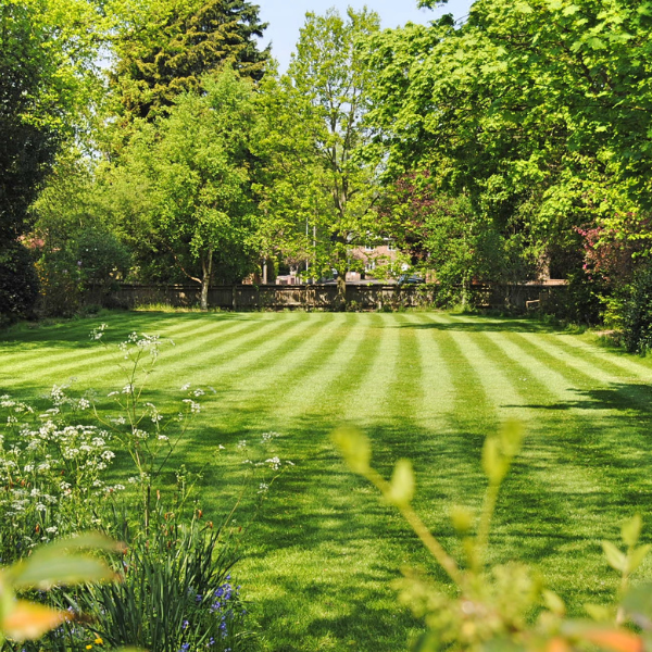 Lush green lawn with striped mowing lines, surrounded by trees and garden plants on a sunny day