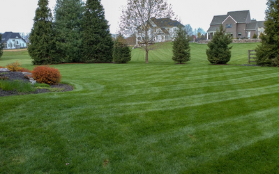 Manicured green lawn with striped mowing lines, small trees, and a house in the background