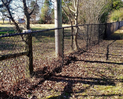 Chain-link fence along a grassy, leaf-strewn path beside trees in a sunny yard