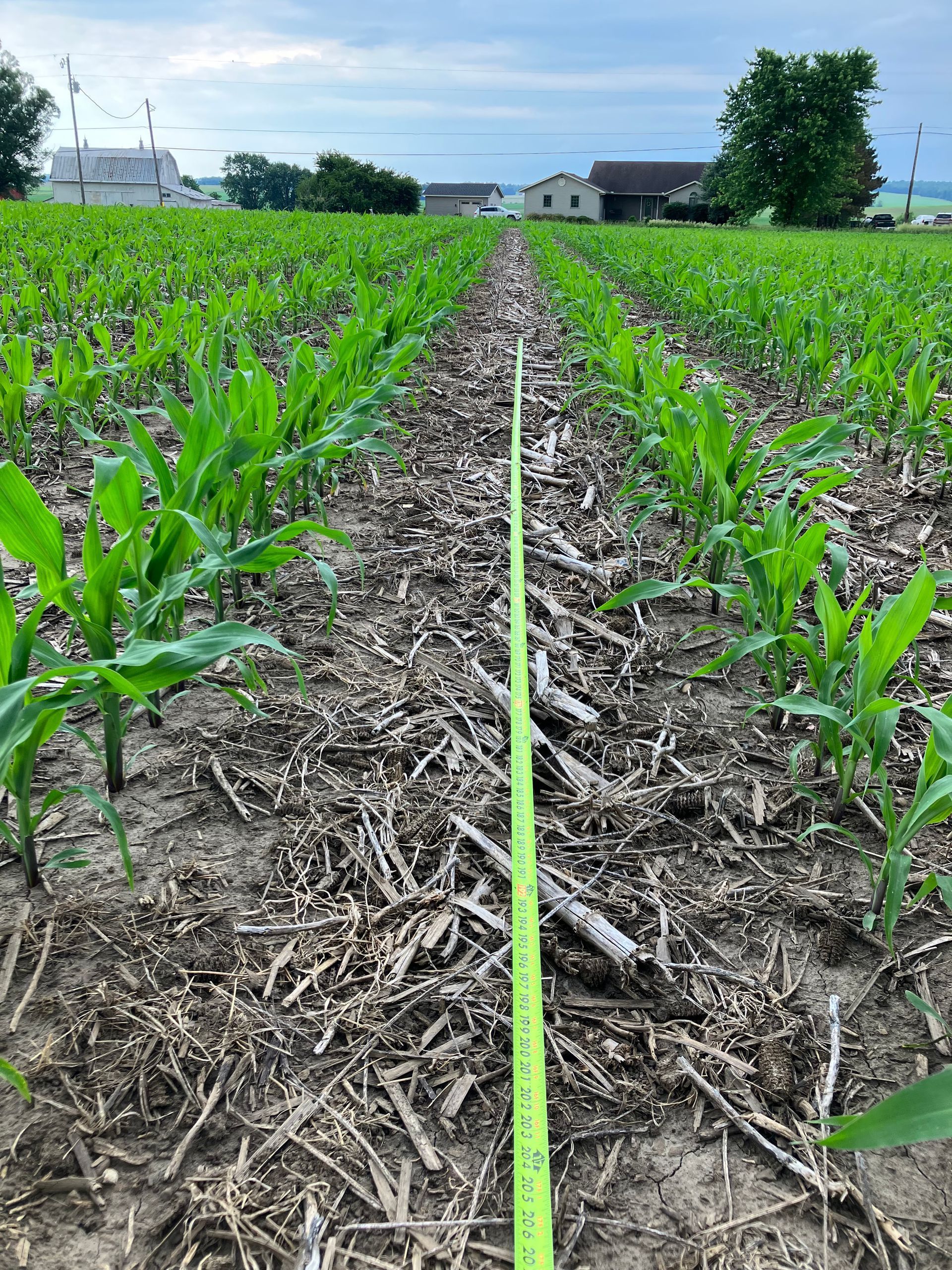 Chet Saum measuring field's drought tolerance.