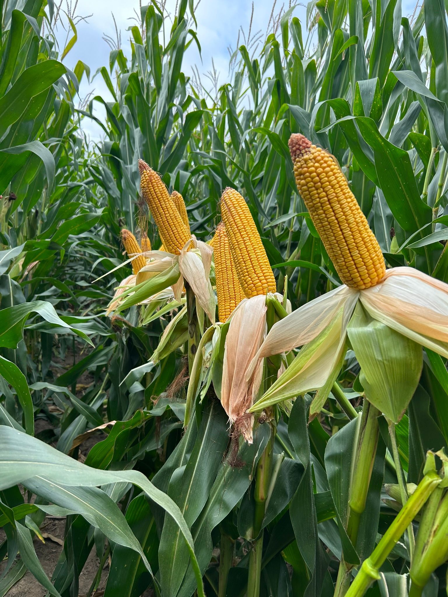 Mature corn ears in field. Strong yields from Tri-Ag’s agronomy and fertilizer programs.