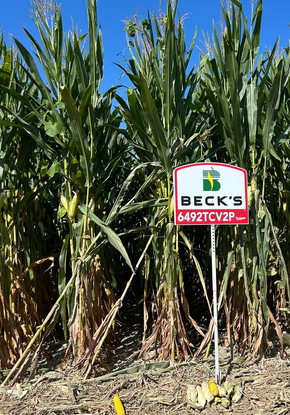Becks sign and field.
