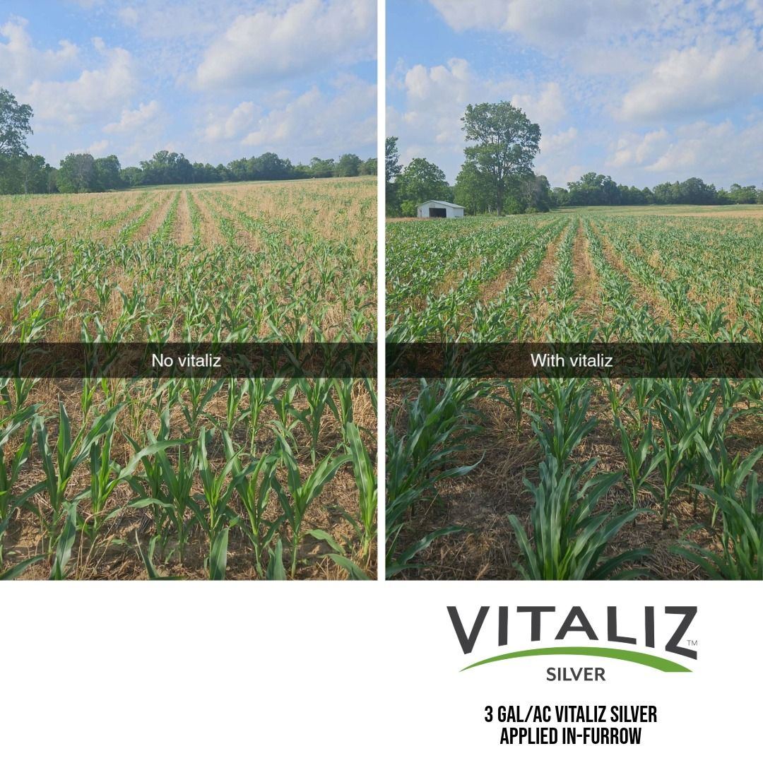 No Vitaliz vs. With Vitaliz Silver helping corn emerge 5 days earlier.