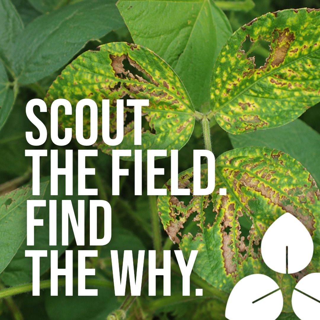 Scout the field. Find the why.