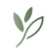 A green leaf with two leaves on a white background.