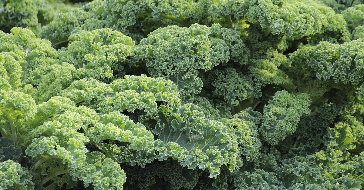 A close up of a bunch of green leaves on a plant.