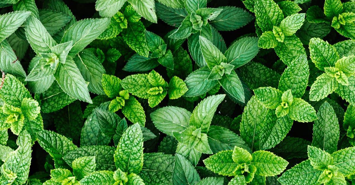 There are many different types of mint leaves in this picture.