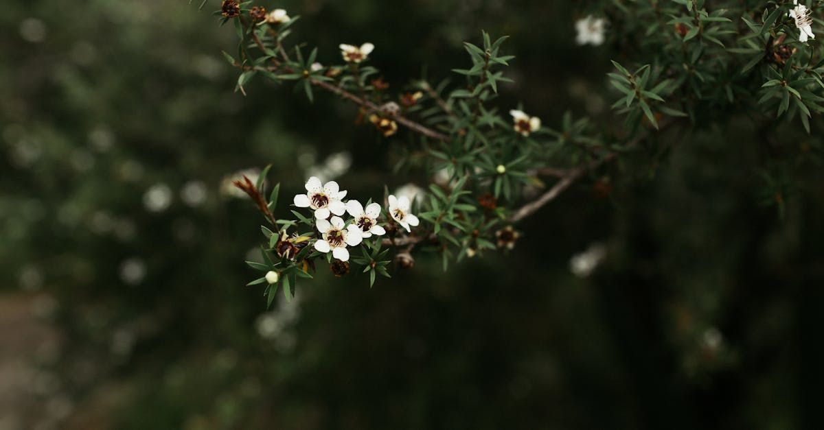 A close up of a tree branch with white flowers and green leaves.