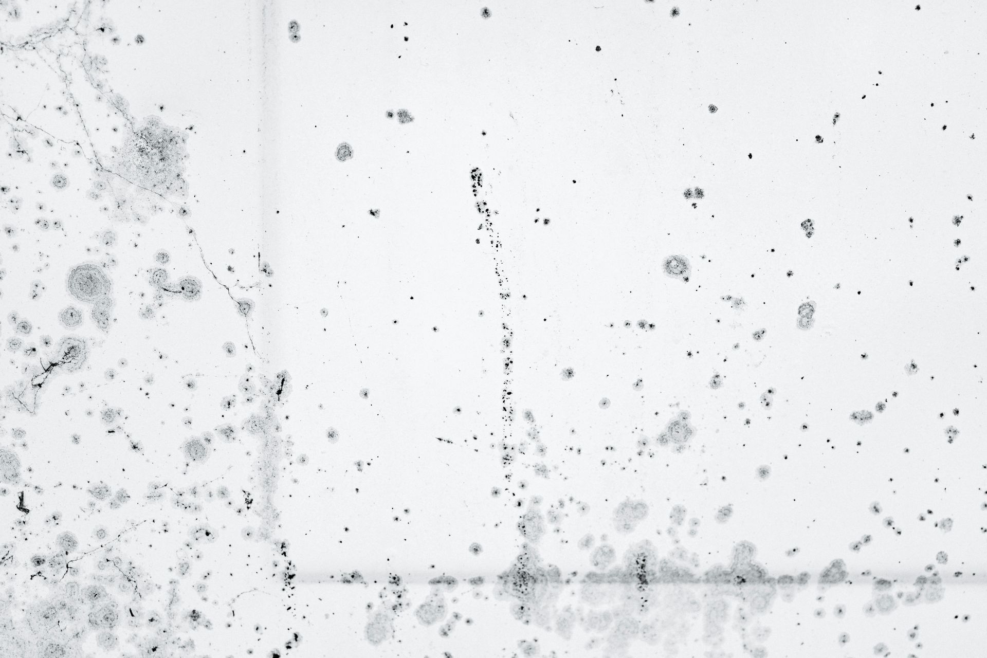 Mold removal cost on Long Island home