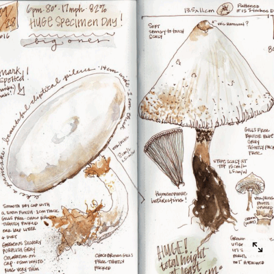 Turtle_Jessica_Field Notes