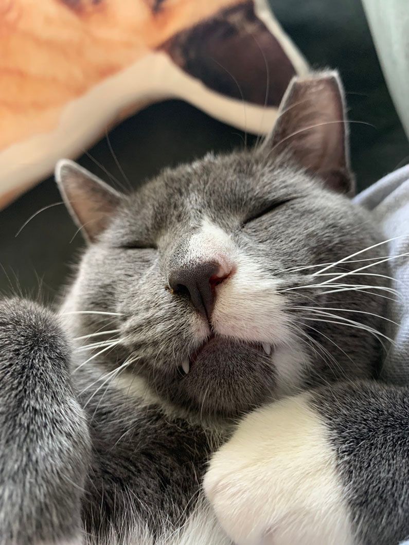 A close up of a gray and white cat sleeping on a bed.