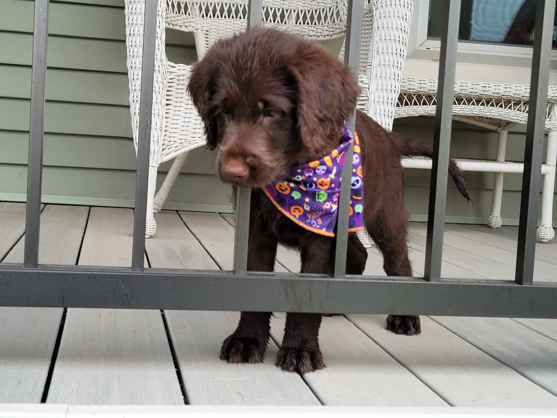 A brown puppy wearing a purple bandana is standing on a deck behind a fence.