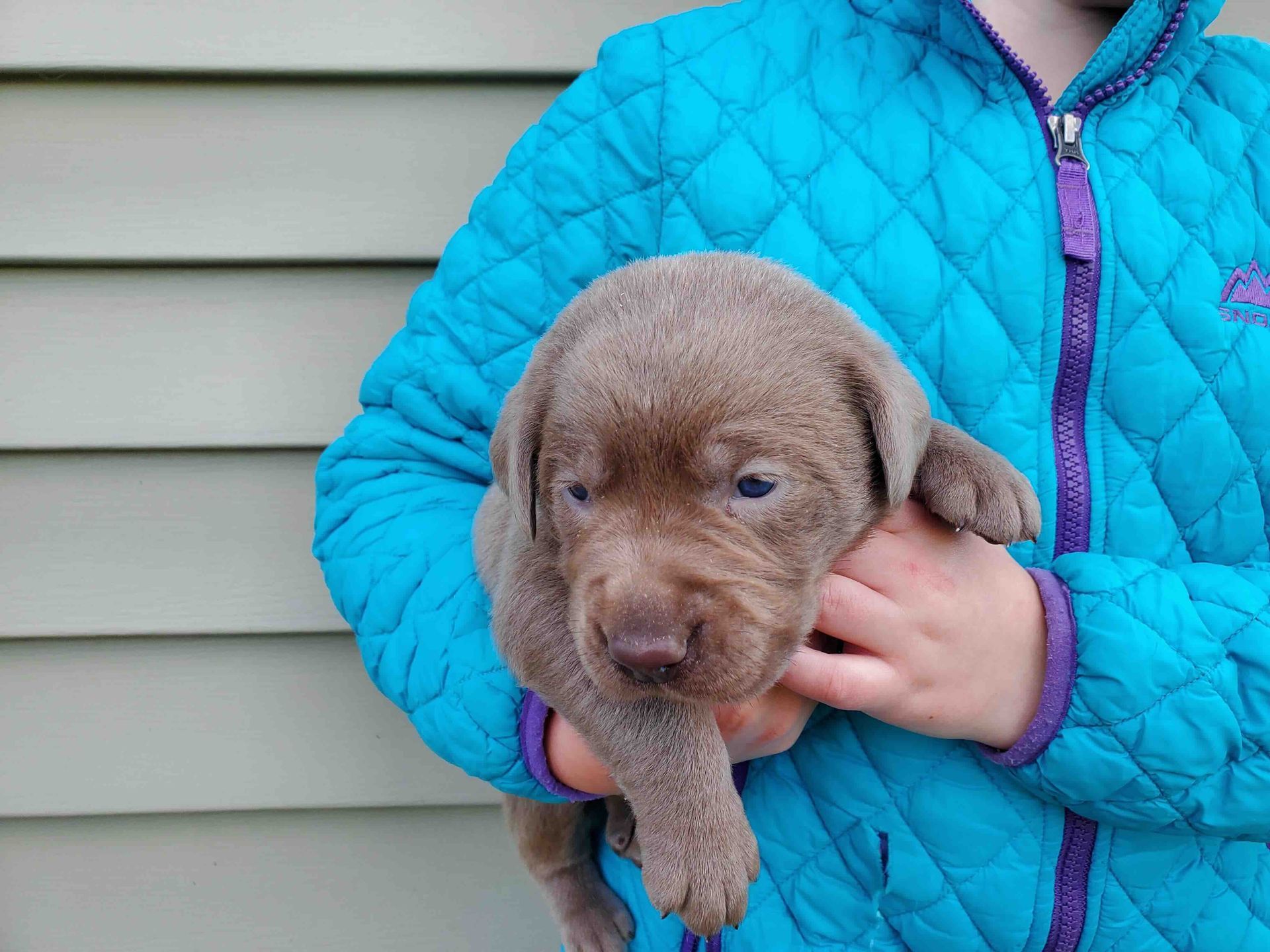 A person in a blue jacket is holding a brown puppy.