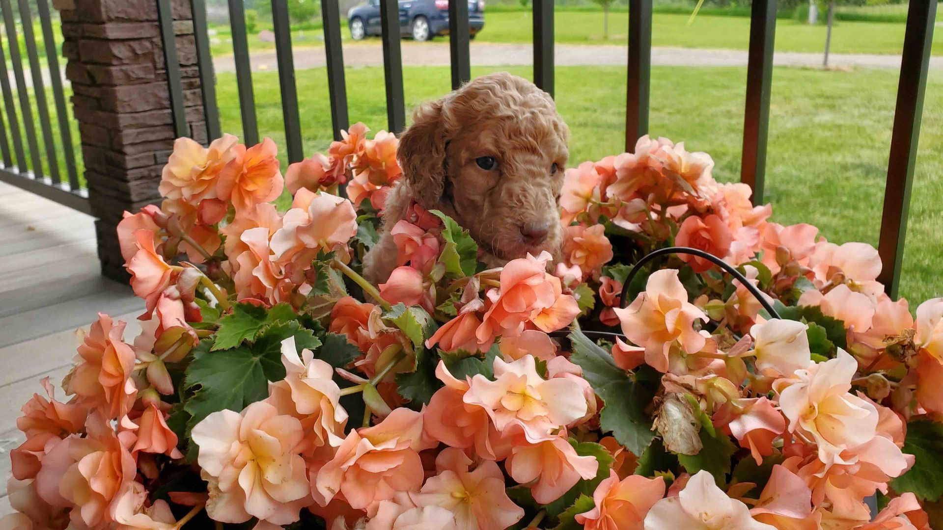 A puppy is sitting in a basket of flowers on a porch.